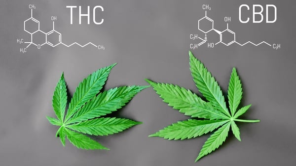 thc_vs_cbd